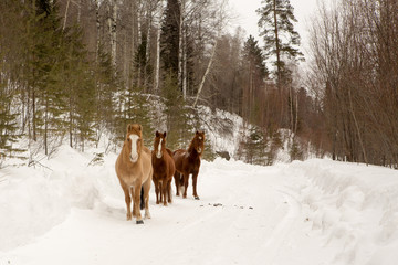 Three horses in the winter forest looking for food