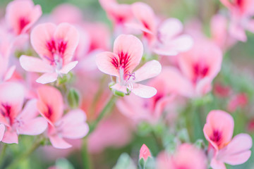 Beautiful flowers blooming in garden