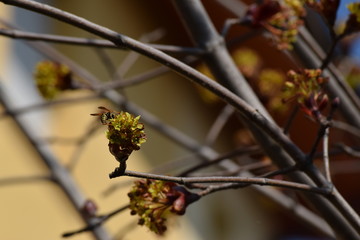 Fiori d'acero impollinati dalle vespe