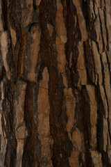 Fototapeta na wymiar The bark of a pine tree.The texture of the bark