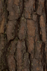 The bark of a pine tree.The texture of the bark