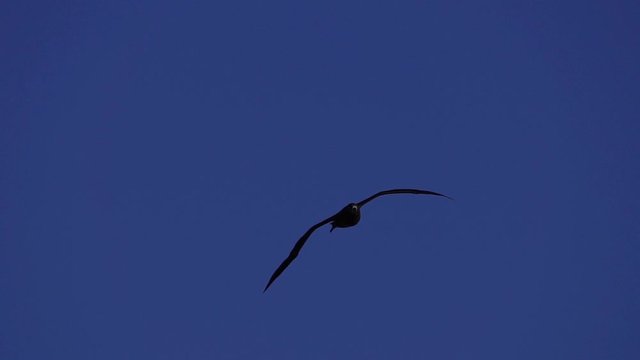 空を飛ぶクロアシアホウドリ　スローモーション