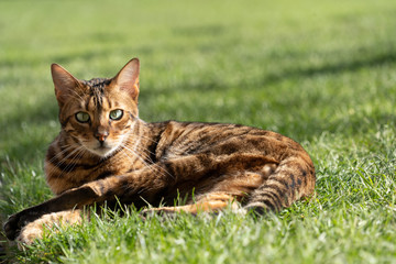 Naklejka na ściany i meble Cute Brown and Black Bengal Cat lying on a grass lawn.