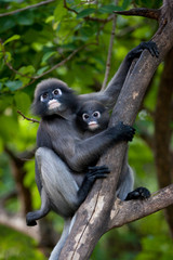 Southern langur glasses raise children