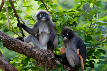 Obraz premium Southern langur glasses raise children