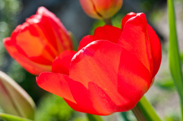 Fototapeta premium Close-up shot of a tulip with red-yellow petals. Background for flowers, spring flowering and floriculture.