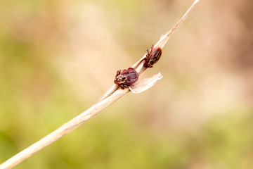 Two mites sitting on the stick in the forest