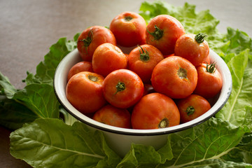 Homegrown tomatoes harvested from garden surrounded by swiss chard