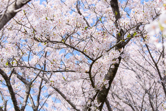 写真素材：桜、自然、風景、日本、青空、晴れ、植物、花、樹木