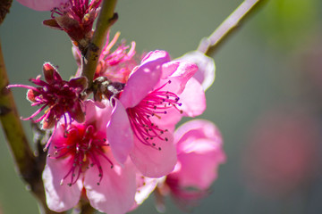 Obraz premium Peach tree blossom, tender pink flowers in spring on blue sky, selective focus, seasonal nature flora