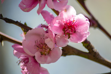 Peach tree blossom, tender pink flowers in spring on blue sky, selective focus, seasonal nature flora