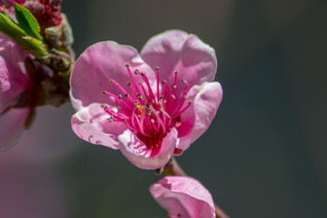 Peach tree blossom, tender pink flowers in spring on blue sky, selective focus, seasonal nature flora