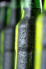 Beer bottles in a row
