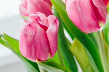 Bouquet of beautiful pink tulips against a blurred background of green stems and leaves. Delicate spring flowers as a gift for the holiday. Selective focus
