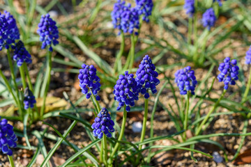 ムスカリ、花、植物、春、紫色