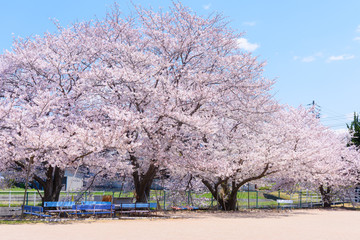 写真素材：桜、日本、春、校庭、青空、グランド、風景