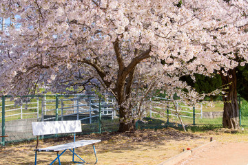 写真素材：桜、日本、春、校庭、青空、グランド、風景