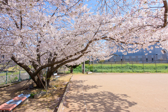 写真素材：桜、日本、春、校庭、青空、グランド、風景