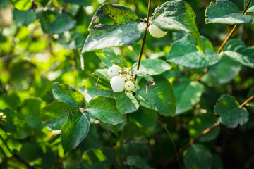 Symphoricarpos albus (Common Snowberry) plant with white berries. Selective focus. Shallow depth of field.