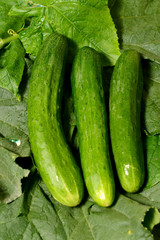 Three fresh large cucumbers lies on green leaves. The texture of green vegetables.