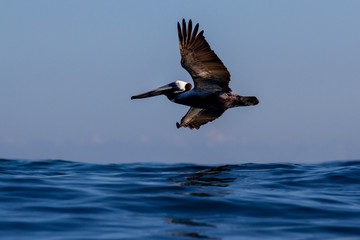 Brown Pelican flying low over the ocean waves