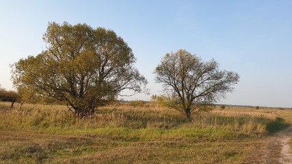 Деревье,поле