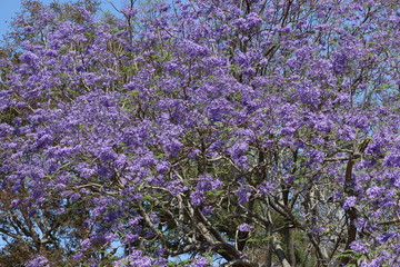Obraz premium field of lavender