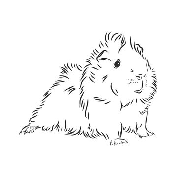cute Guinea pig, pet, vector sketch illustration
