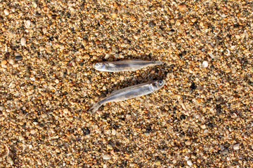 two dead fish in the sand