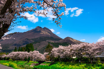 由布院の桜