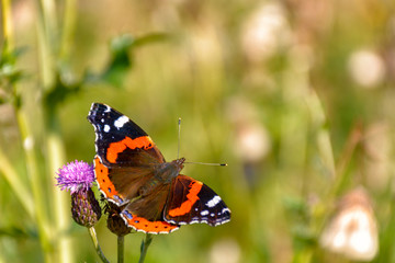 Butterfly Admiral on a flower. Blurred green background.