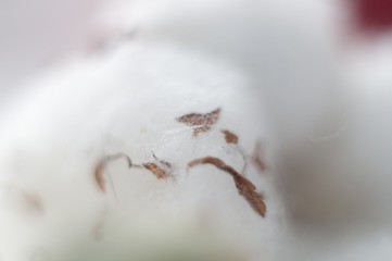 macro abstraction grass dry grass beautiful home collection