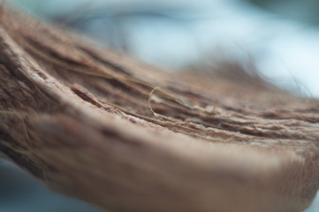 macro abstraction grass dry grass beautiful home collection