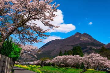 由布院の桜