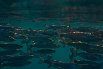 underwater scene with fish and golden light rays