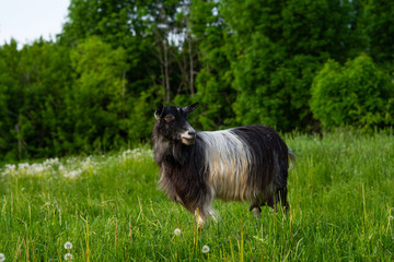 Black and white domestic goat in the farm. Goat standing among green grass. Sunny spring day.