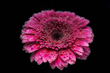 pink gerber flower