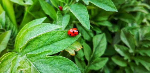 Ladybug on a green leaf. Beetle in the foliage.