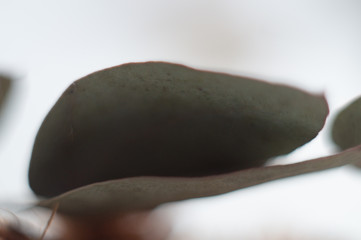 macro abstraction grass dry grass beautiful home collection