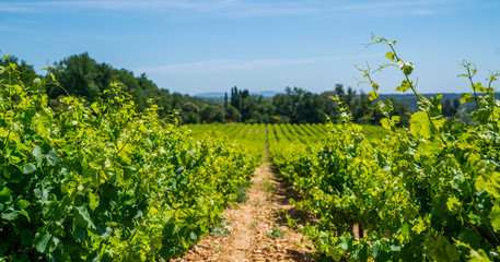 Fototapeta na wymiar Wide panoramic shot of a summer vineyard. Travel to France. Deep blue sky over vineyard. Wine Route in sunny day. Gorgeous view over a South France landscape.