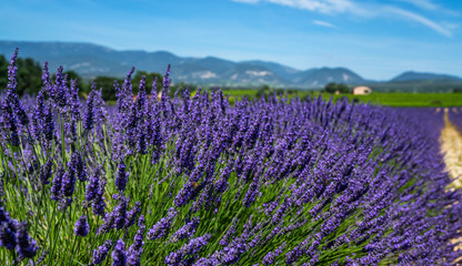 Fototapeta na wymiar Panorama field lavender morning summer background. Shallow depth of field. Travel to France. Deep blue sky. Gorgeous view over a South France landscape. Gordes, Vaucluse, Provence, France, Europe.