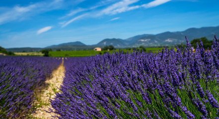 Naklejka na ściany i meble Panorama field lavender morning summer background. Shallow depth of field. Travel to France. Deep blue sky. Gorgeous view over a South France landscape. Gordes, Vaucluse, Provence, France, Europe.