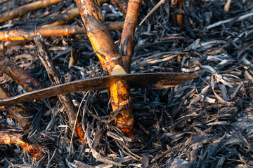 sugarcane burned and cutting knives in the harvest season, sugar cane fresh and knife close-up, sugarcane burned in plantation