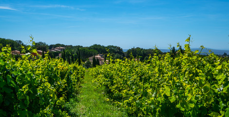 Fototapeta na wymiar Wide panoramic shot of a summer vineyard. Travel to France. Deep blue sky over vineyard. Wine Route in sunny day. Gorgeous view over a South France landscape.
