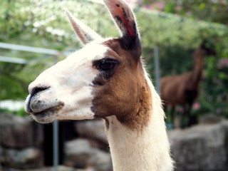 Obraz premium close up of a white alpaca