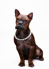 portrait of a dog on white background