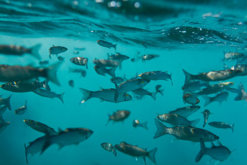 underwater view of a school of fish in the sea