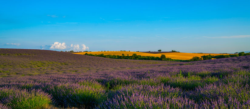Panorama of field violet lavender and golden field wheat under deep blue sky morning summer. Beautiful image of lavender field. Nature background. Provence, Valensole Plateau, France. © eskstock