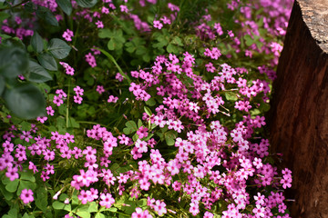Obraz premium SIEPE FIORI ROSA