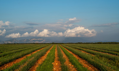 Green rows of lavender flowers in the field with perspective.Lavender green plants. Newly planted lavender. Industrialy growing lavender in rows. Small green bushes. Ecology and environment concept.